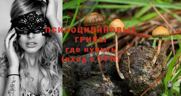 прущие грибы Бородино